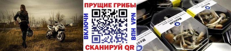 Псилоцибиновые грибы Cubensis  цены   Чернушка 